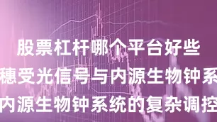 股票杠杆哪个平台好些水稻的抽穗受光信号与内源生物钟系统的复杂调控
